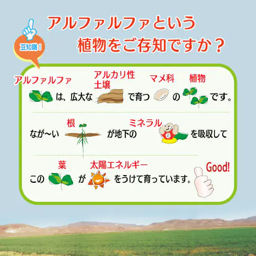 アルファルファ［和名：ムラサキウマゴヤシ、欧州名：ルーサン・ルツェルン（Lucerne）］の原材料説明画像：アルファルファのスゴイところ：アルファエーの原料となる”アルファルファ”は、広大なアルカリ性土壌で育つマメ科の多年草です。長い根を張り地中のミネラルを吸収、葉は太陽の光をいっぱいうけて育ちます。その栄養豊富なアルファルファのエキスを原料とした「アルファエー」は、まさに「畑の恵みを、ごくり。毎日に元気と彩りを添える一杯」と言えます。
背景の画像は、北米のアルファルファ畑です。